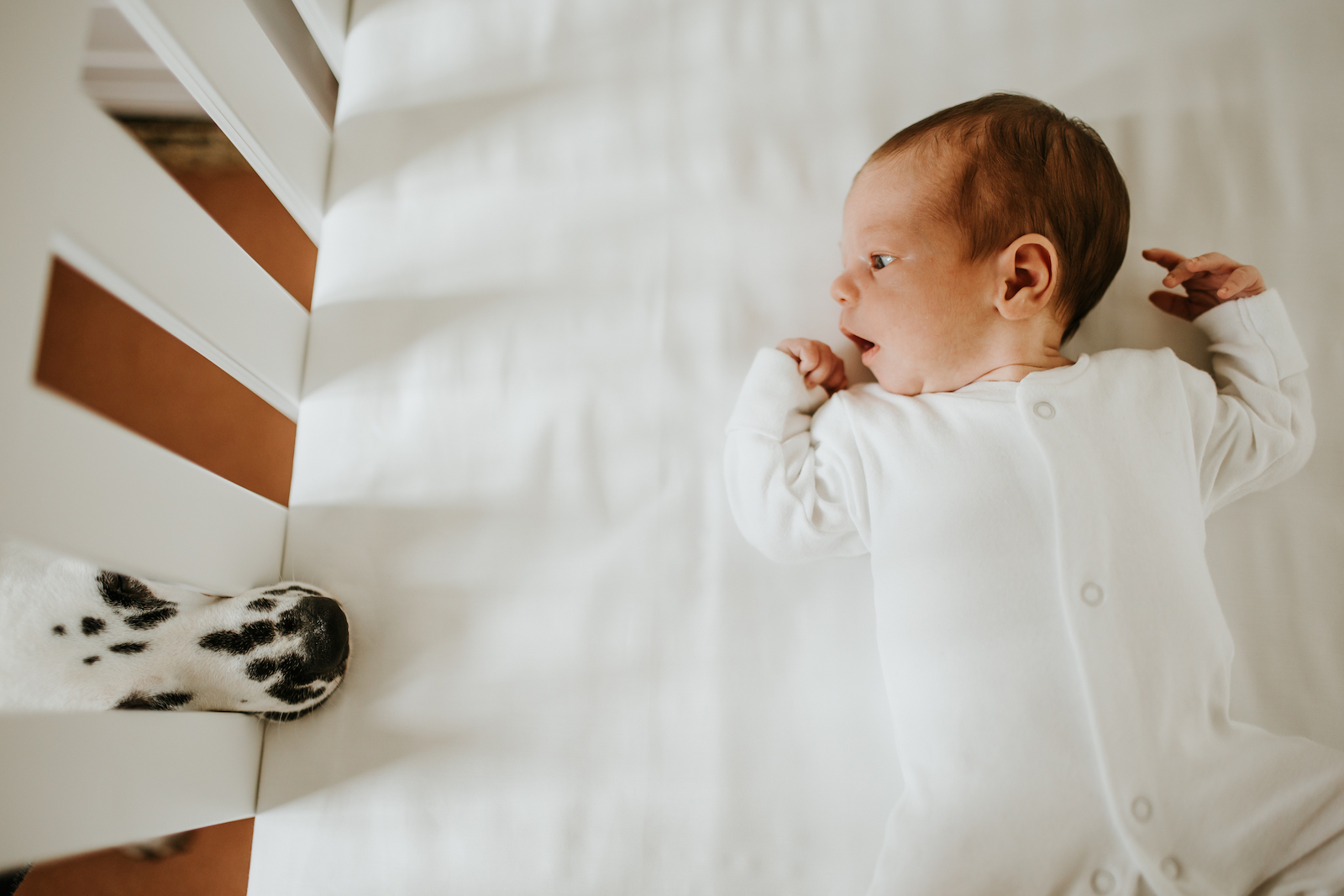 Newborn baby in crib looking at dog.An At Home Newborn Photoshoot in Marlow