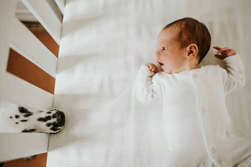Newborn baby in white onesie in crib with Dalmatian dog looking in on him