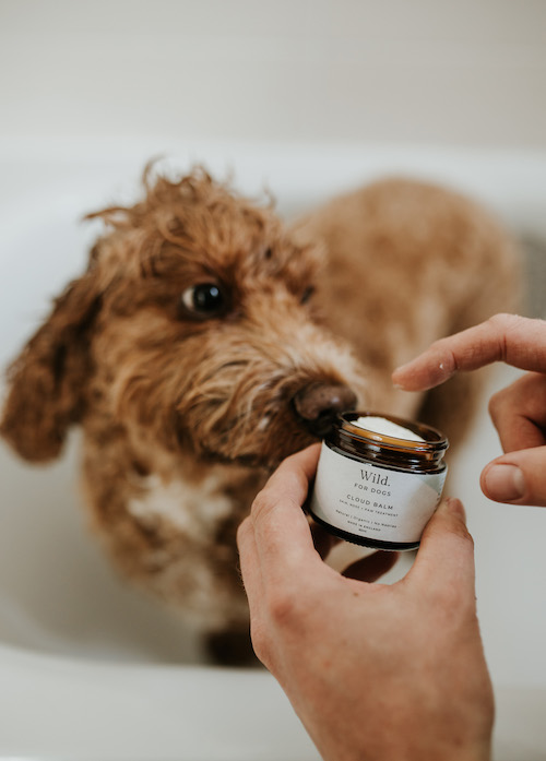 Dog in a bath with some vegan dog balm | Lifestyle Portfolio