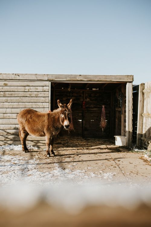 Donkey Sanctuary | Documentary Photography