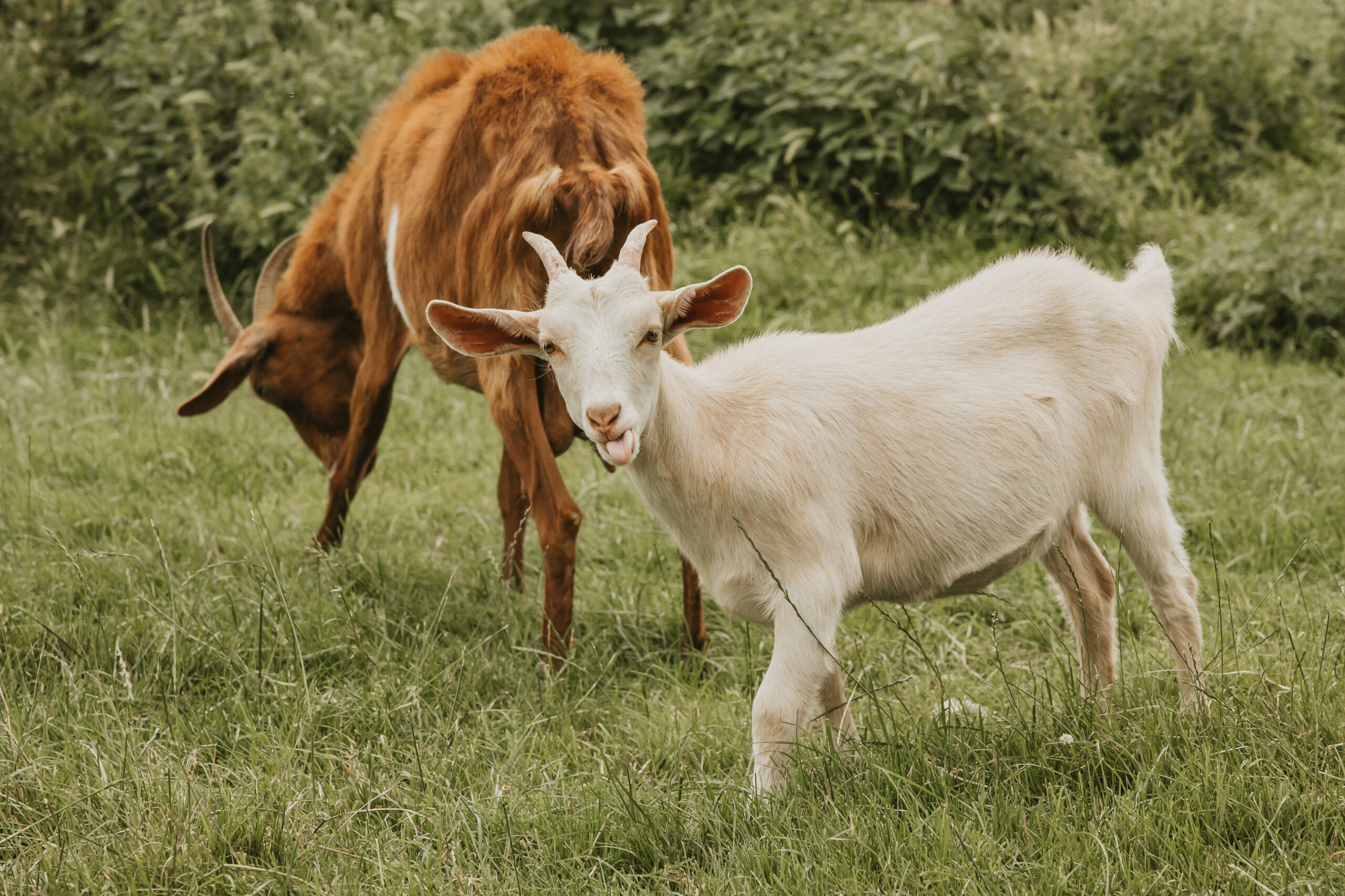 Documentary photography of a goat stinking out its tongue