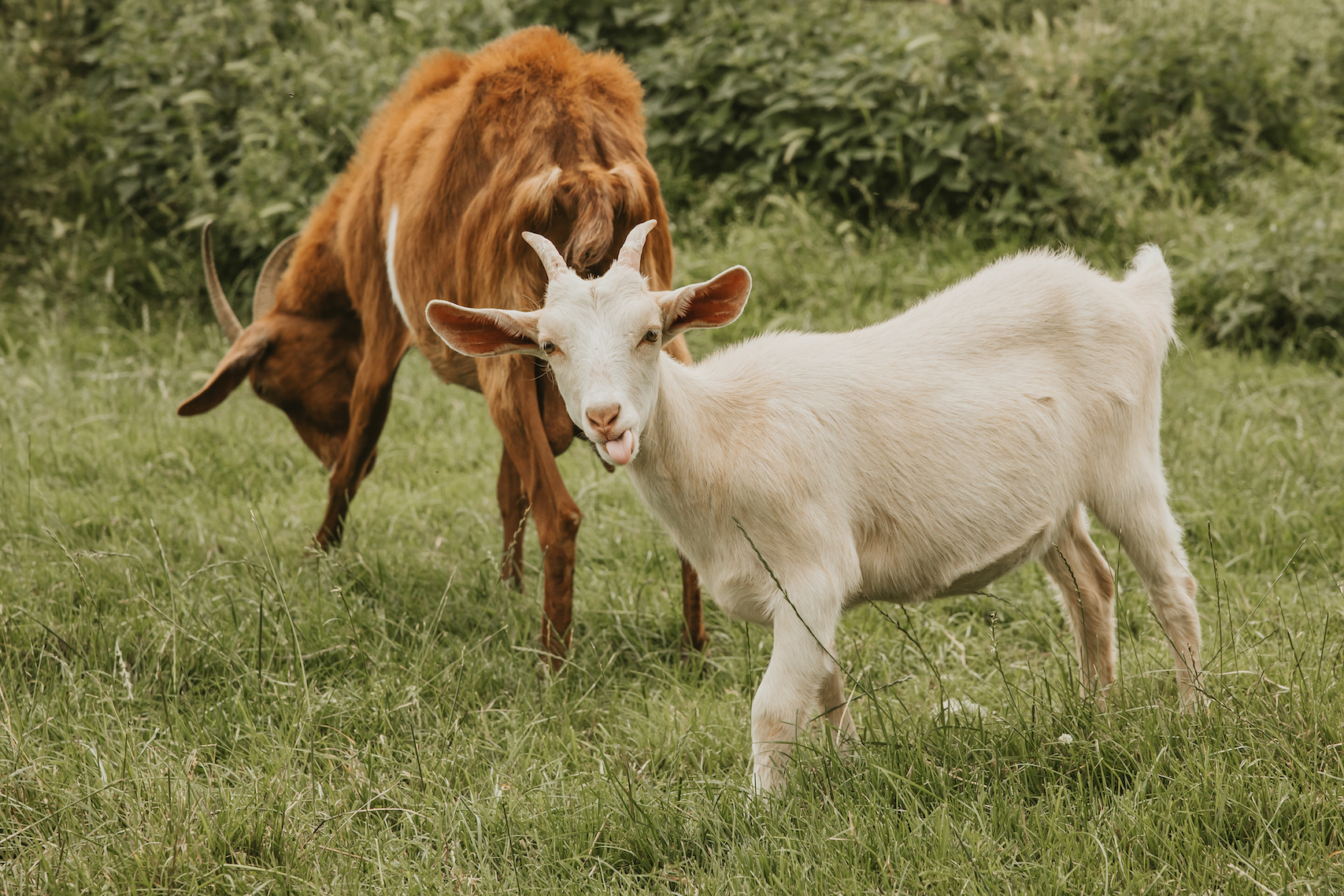 Goats at The Farm Animal Sanctuary