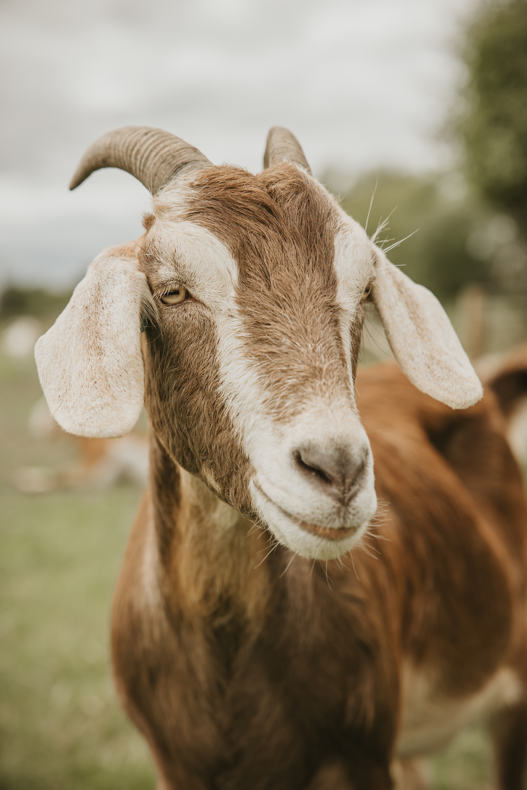 Portrait of a goat at an animal sanctuary