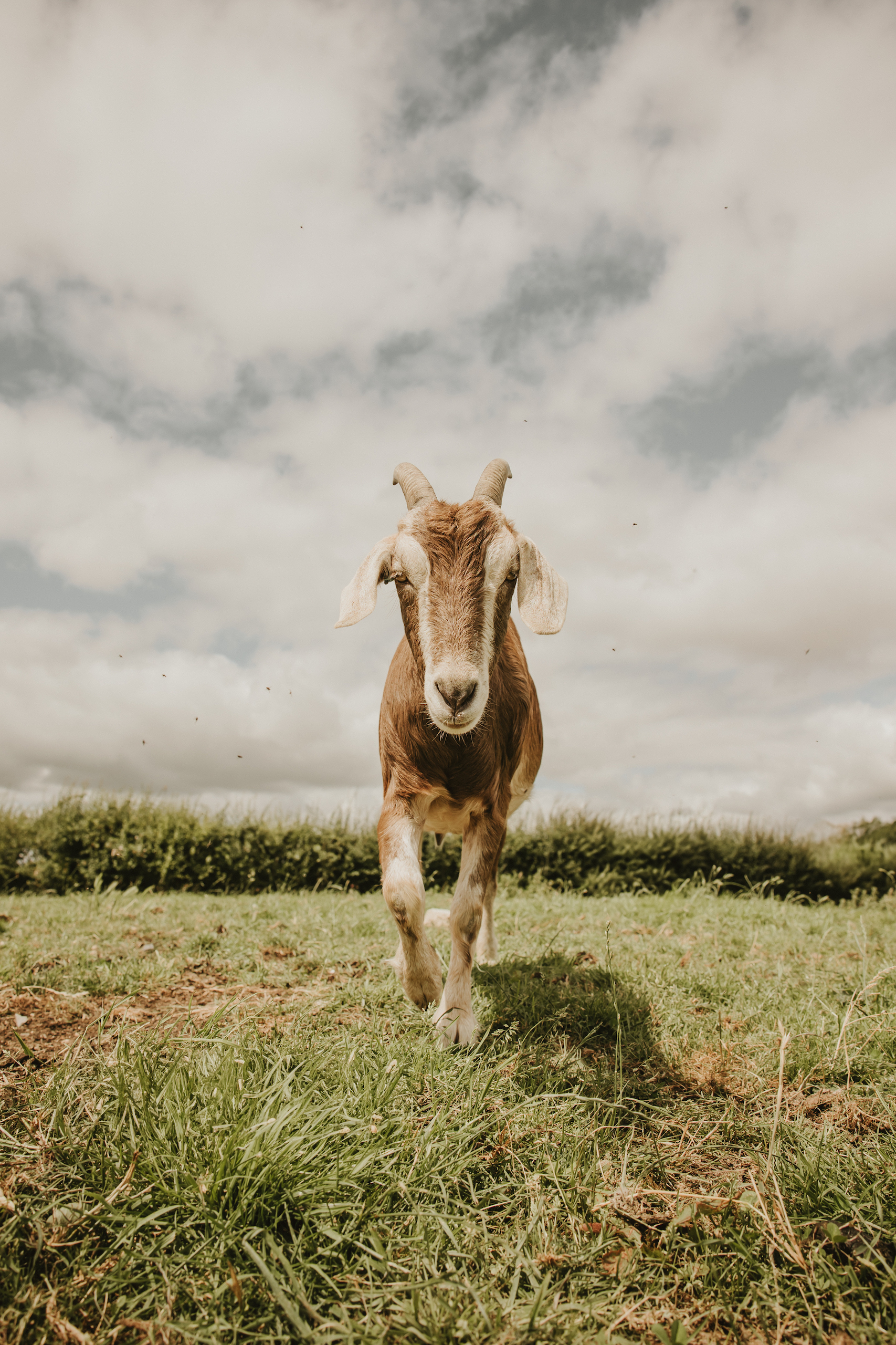 Portrait of a goat at an animal sanctuary