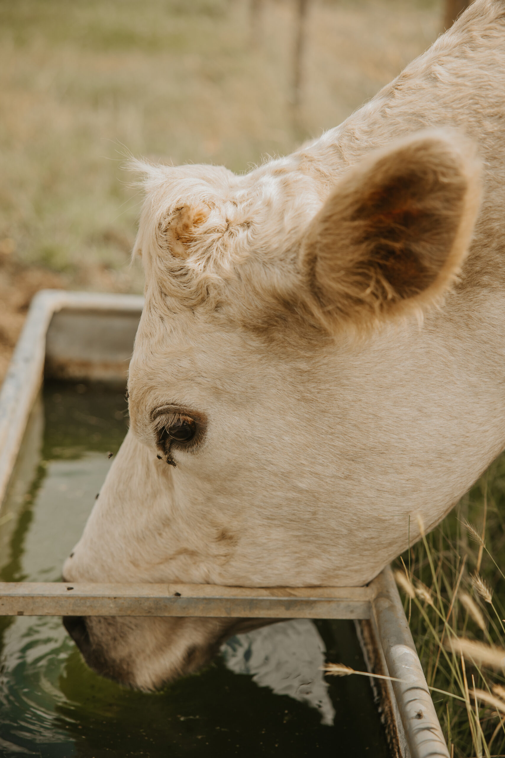 Documentary photograph of a cow at an animal sanctuary drinking water