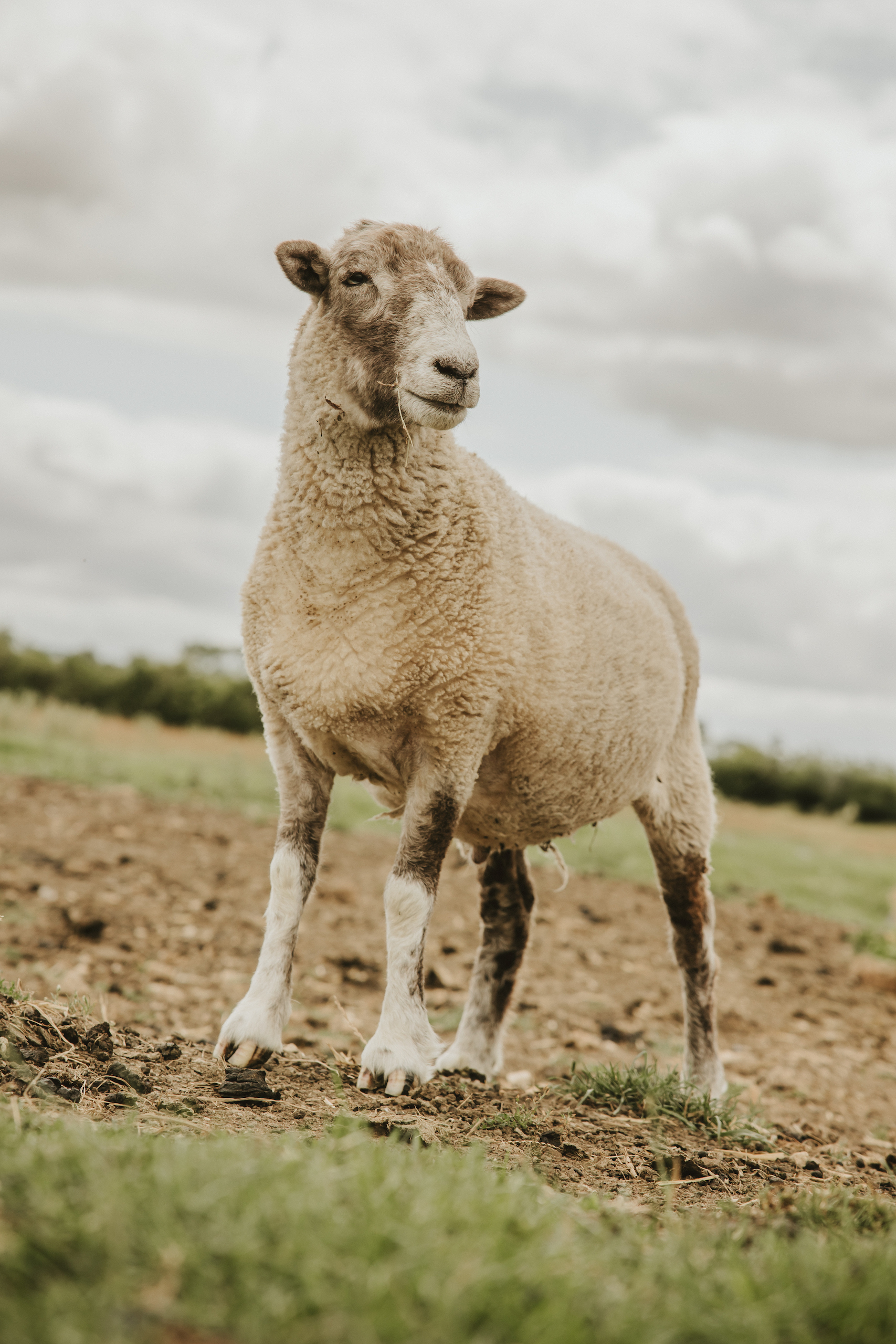 Portrait of a sheep at an animal sanctuary