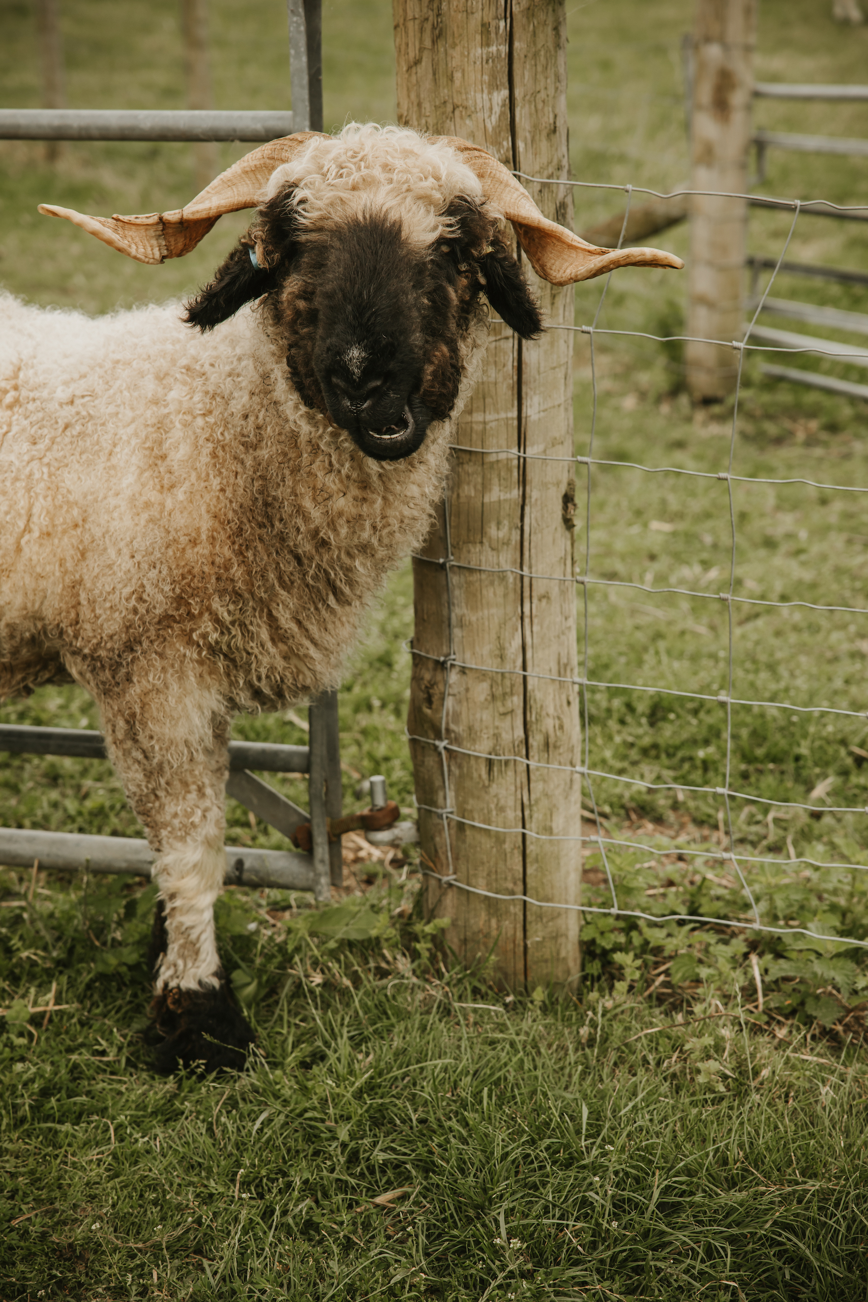 Portrait of a sheep