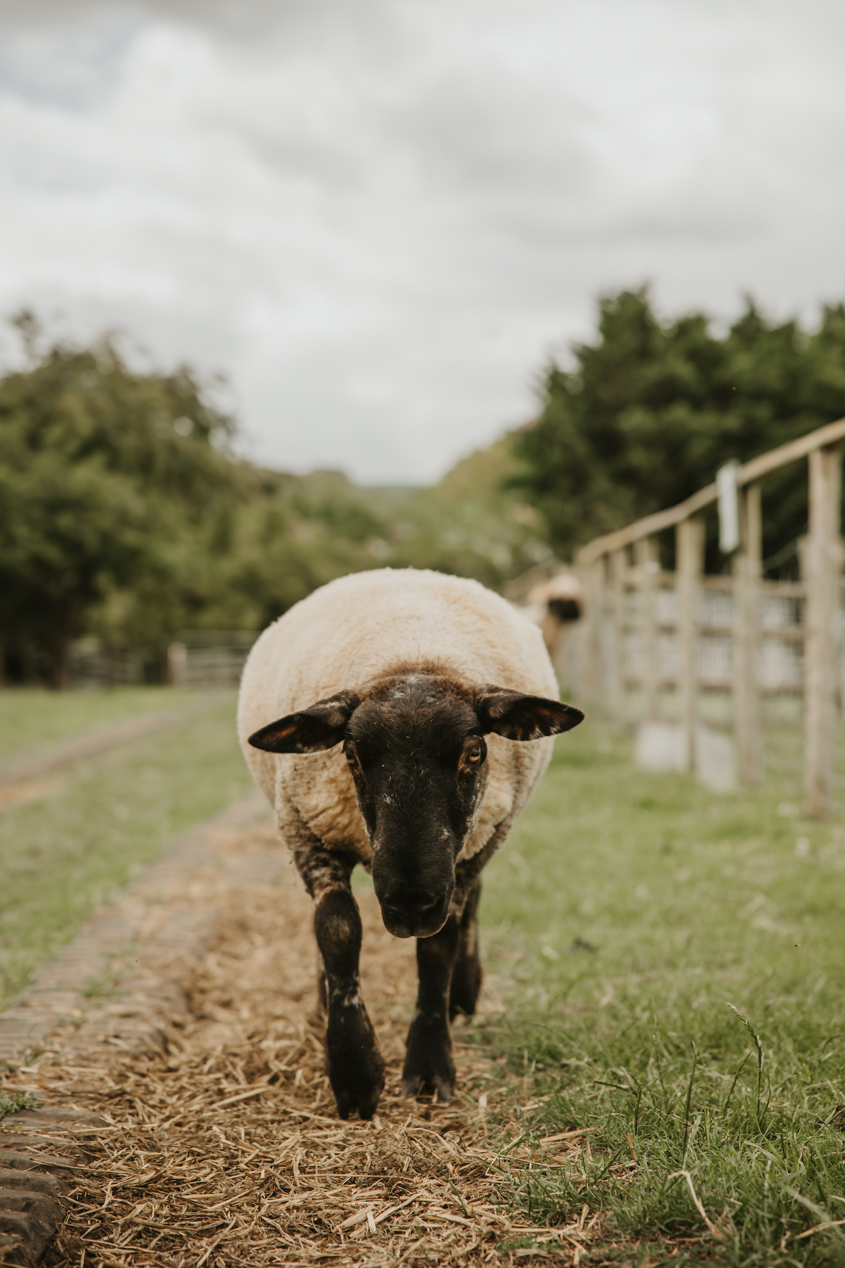 Portrait of a sheep