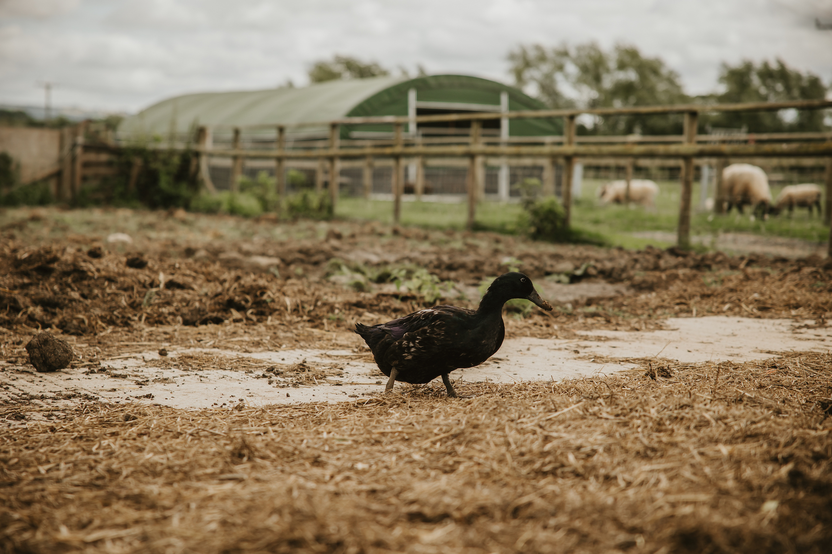 Side profile of a duck walking across the dirt in an animal sanctuary