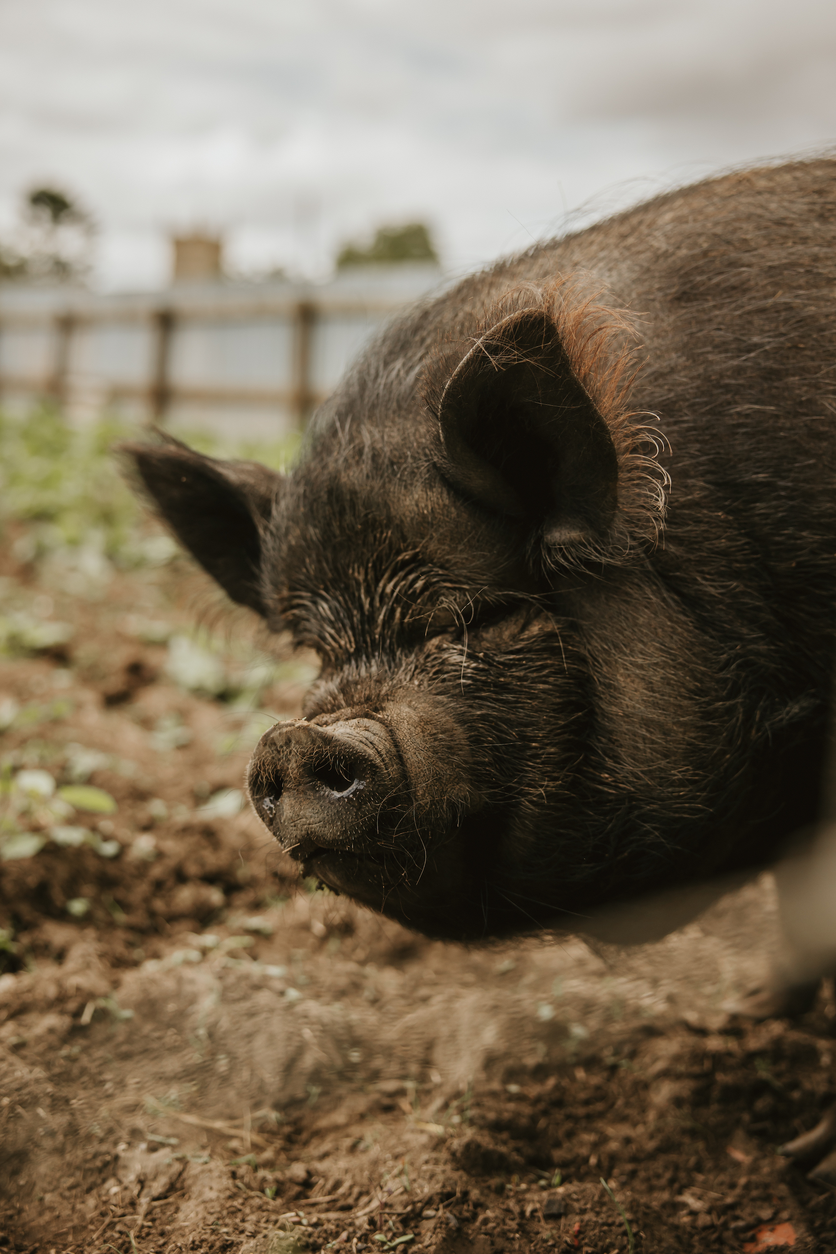 Side profile of a black pig