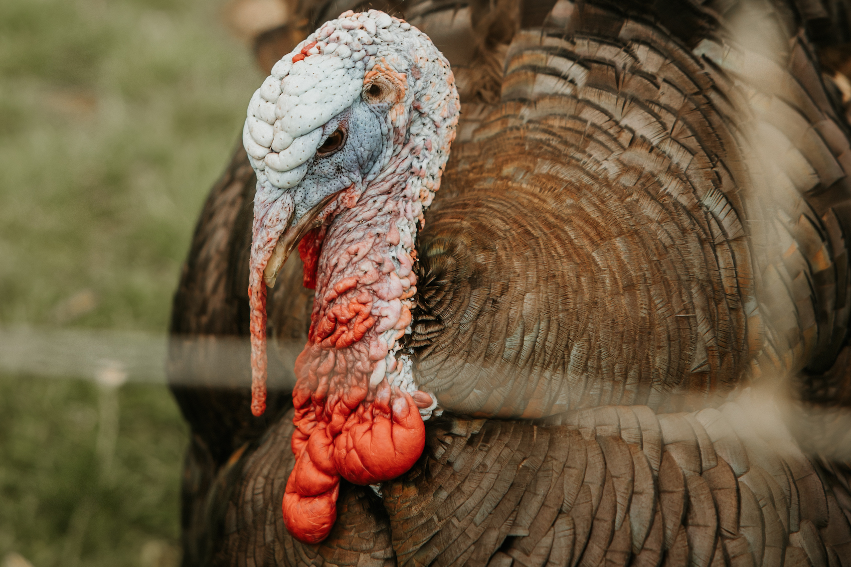 Close up portrait of a turkey at an animal sanctuary