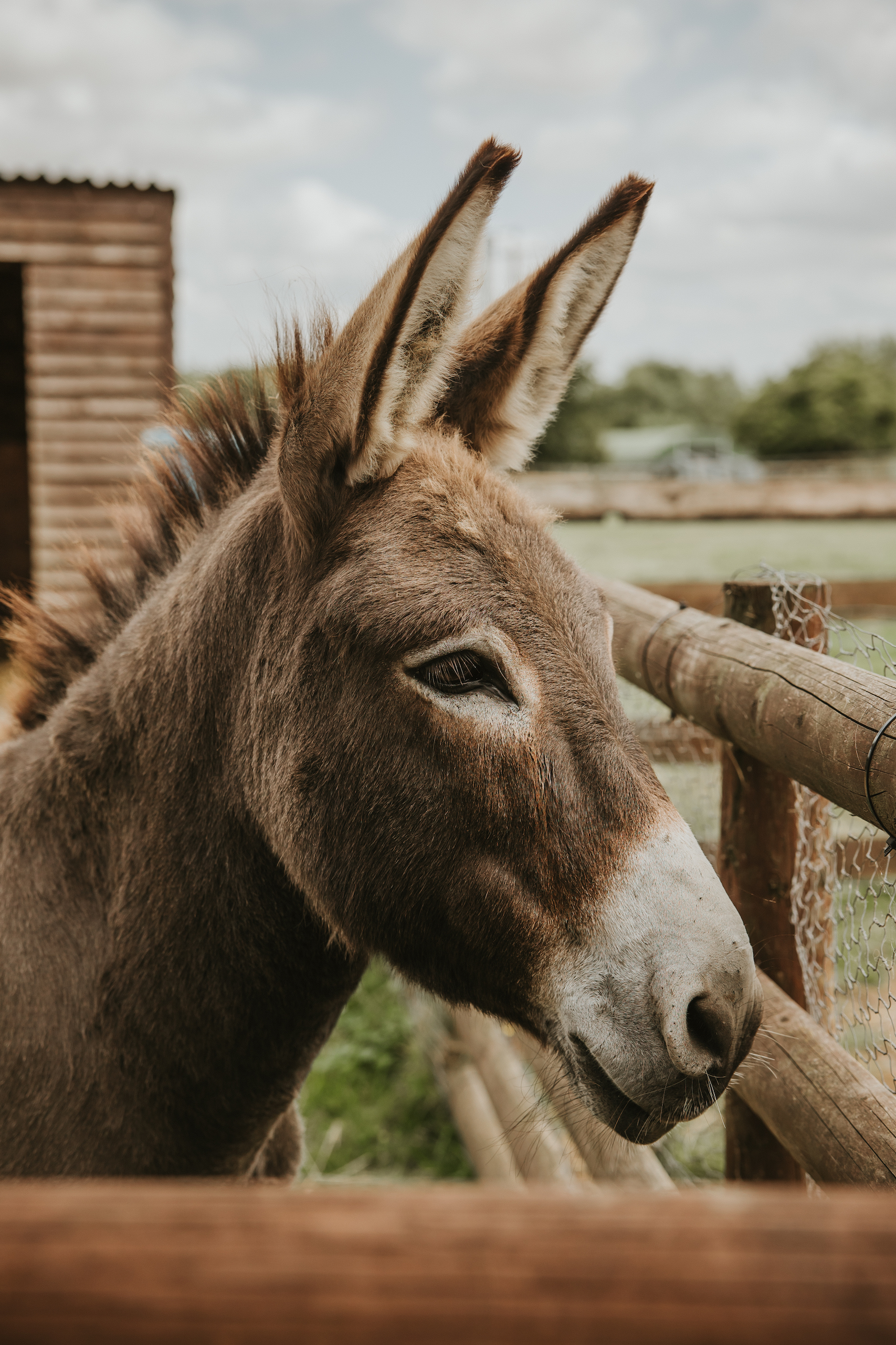 Portrait of a donkey at an animal sanctuary